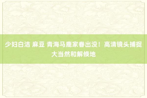 少妇白洁 麻豆 青海马鹿家眷出没！高清镜头捕捉大当然和解倏地