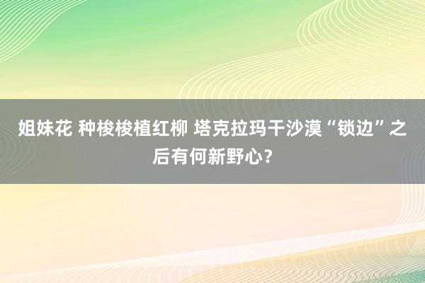 姐妹花 种梭梭植红柳 塔克拉玛干沙漠“锁边”之后有何新野心？